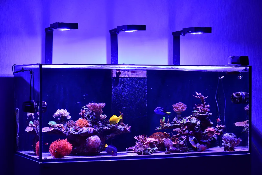 reeftank /reeftank.webp